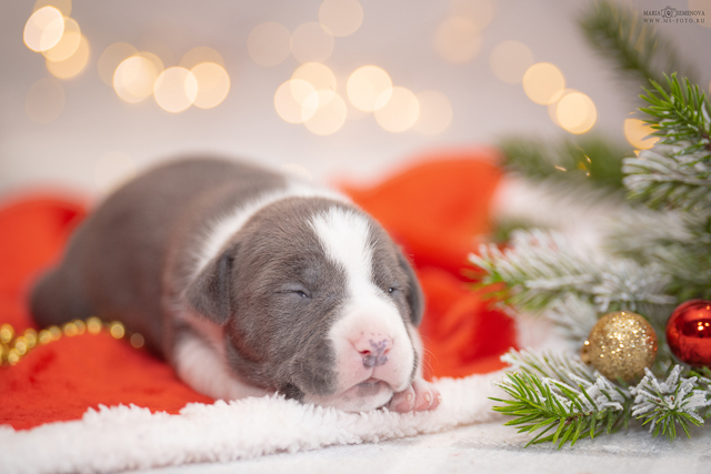 amerikanskij-staffordshirskij-terer-kupit-shchenka-iz-pitomnika