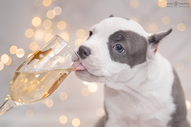 amerikanskij-staffordshirskij-terer-kupit-shchenka-sobaku