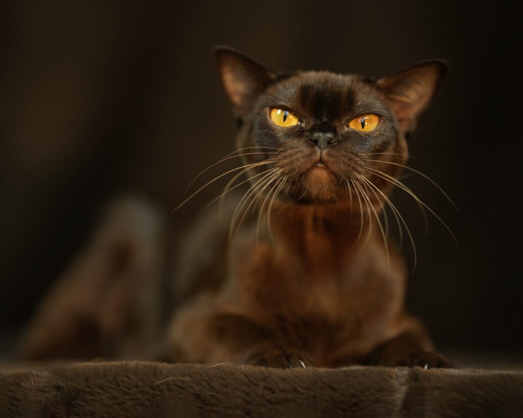 arabika-pitomnik-burmanskih-koshek-prodaga-kotjat-1