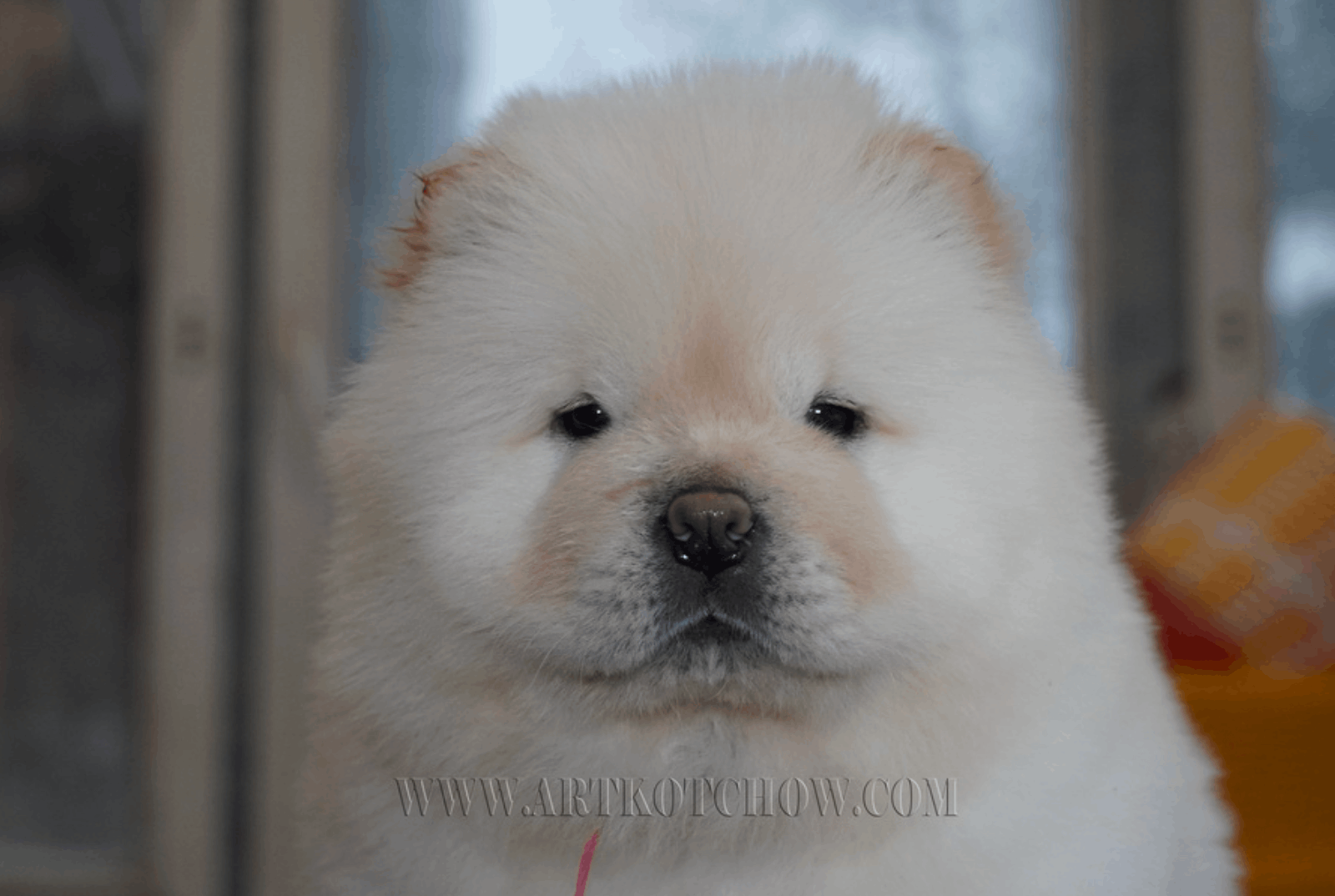 art-kot-pitomnik-chau-chau-prodaga-shhenka-1