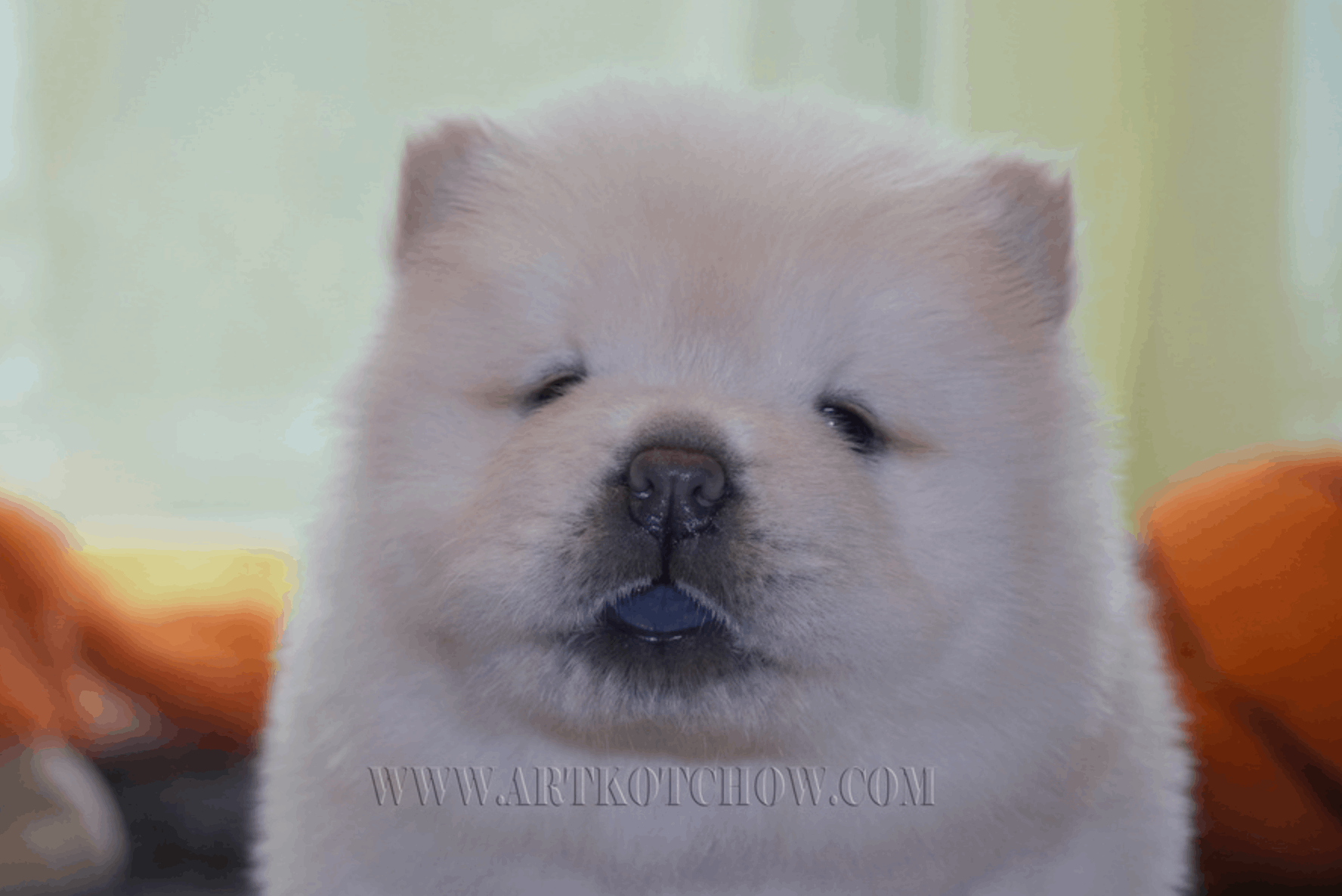 art-kot-pitomnik-chau-chau-prodaga-shhenkov