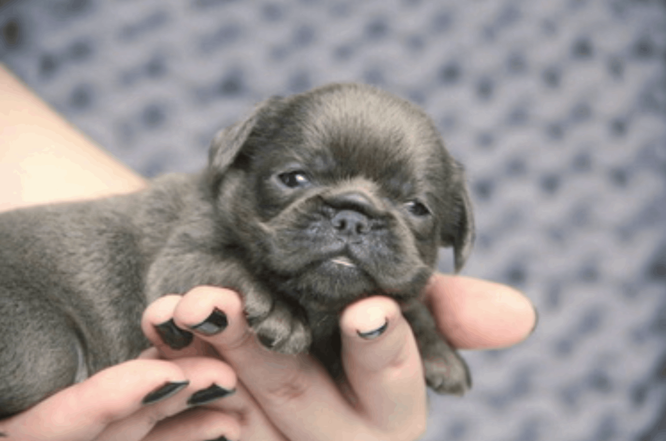 ataka-griffonov-pitomnik-griffonov-objavlenie-o-prodage-shhenka