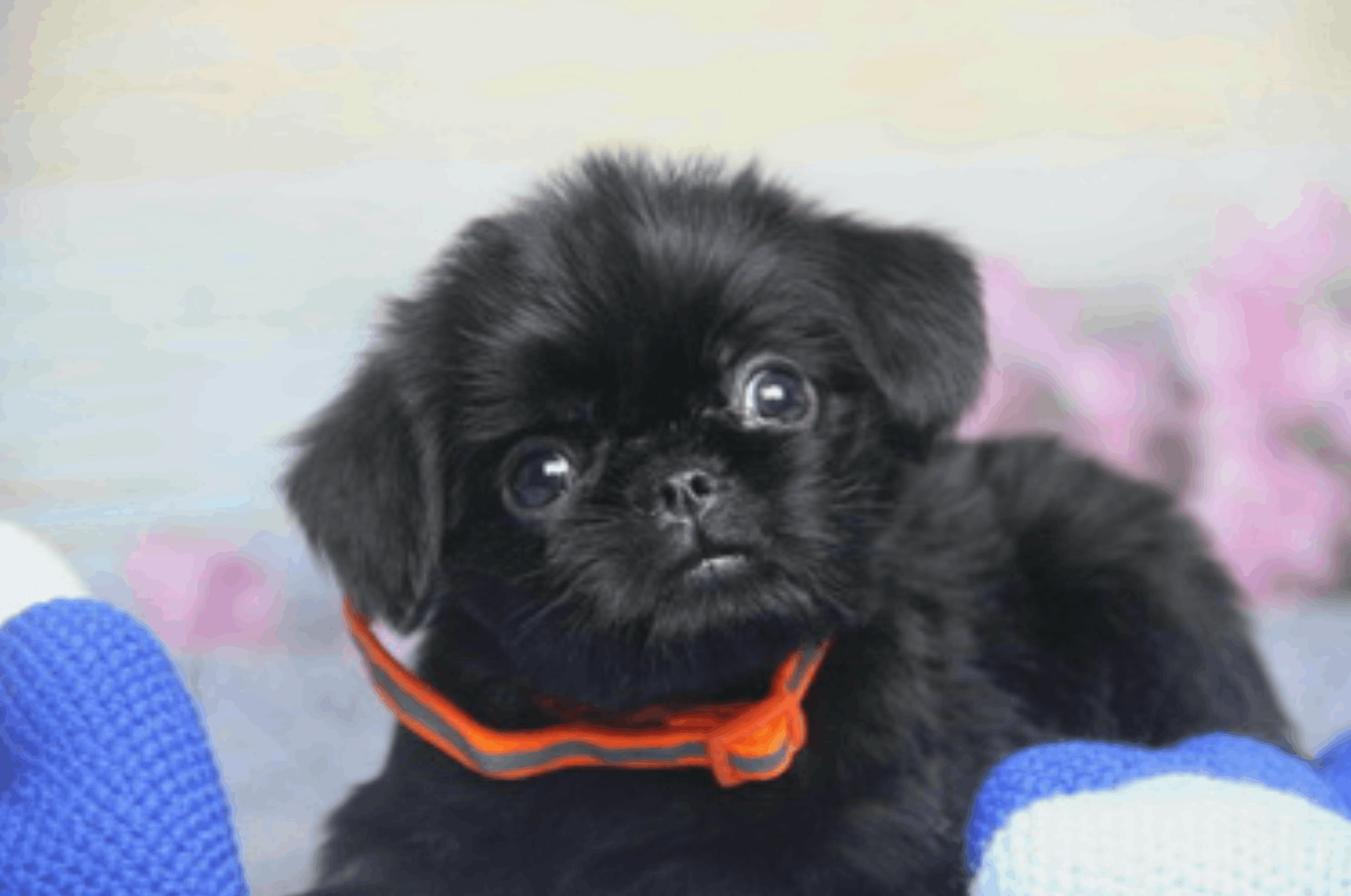 ataka-griffonov-pitomnik-griffonov-objavlenie-o-prodage-shhenkov-3