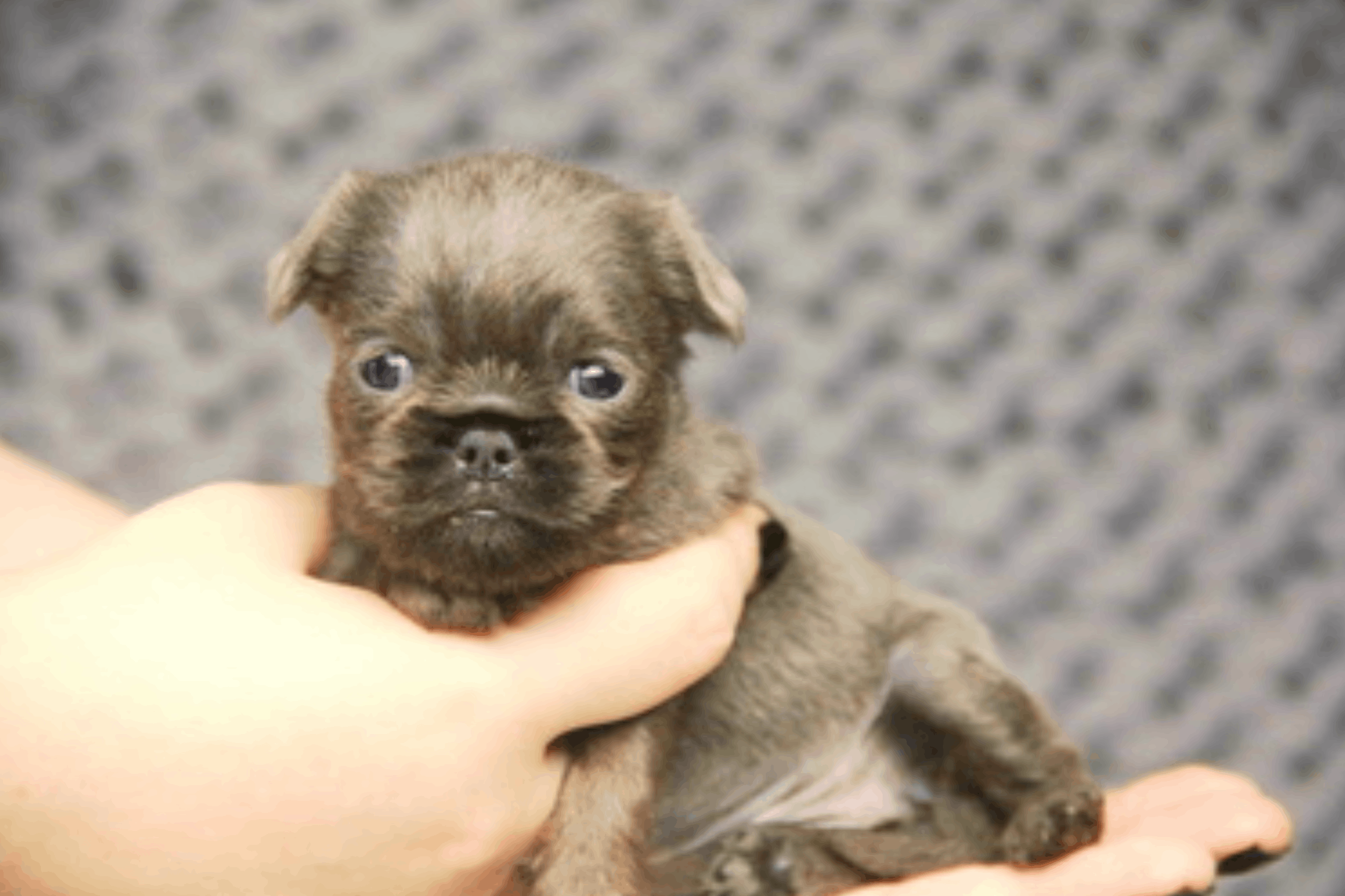 ataka-griffonov-pitomnik-griffonov-objavlenie-o-prodage-sobak-2