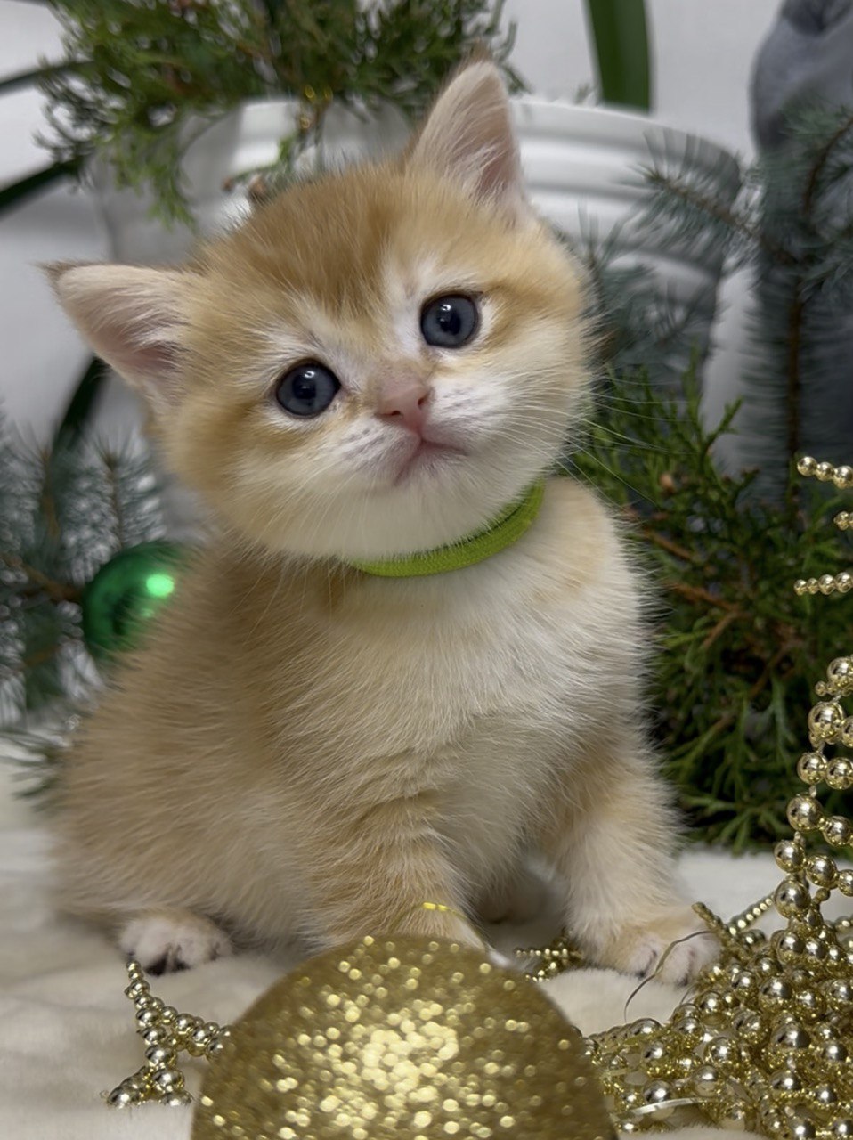 belaja-noch-pitomnik-britanskih-koshek-objavlenie-o-prodage-kotjat-1