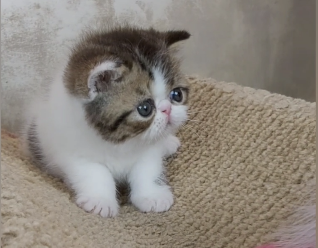 belinka-pitomnik-kzoticheskih-koshek-kupit-koshku