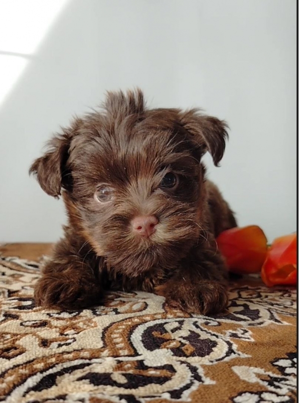 bella-vera-pitomnik-jorkshirskih-tererov-prodaga-shhenkov