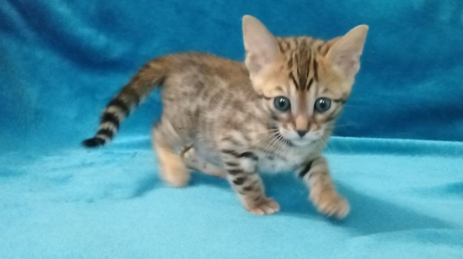 bengalskaya-koshka-kupit-kotenka