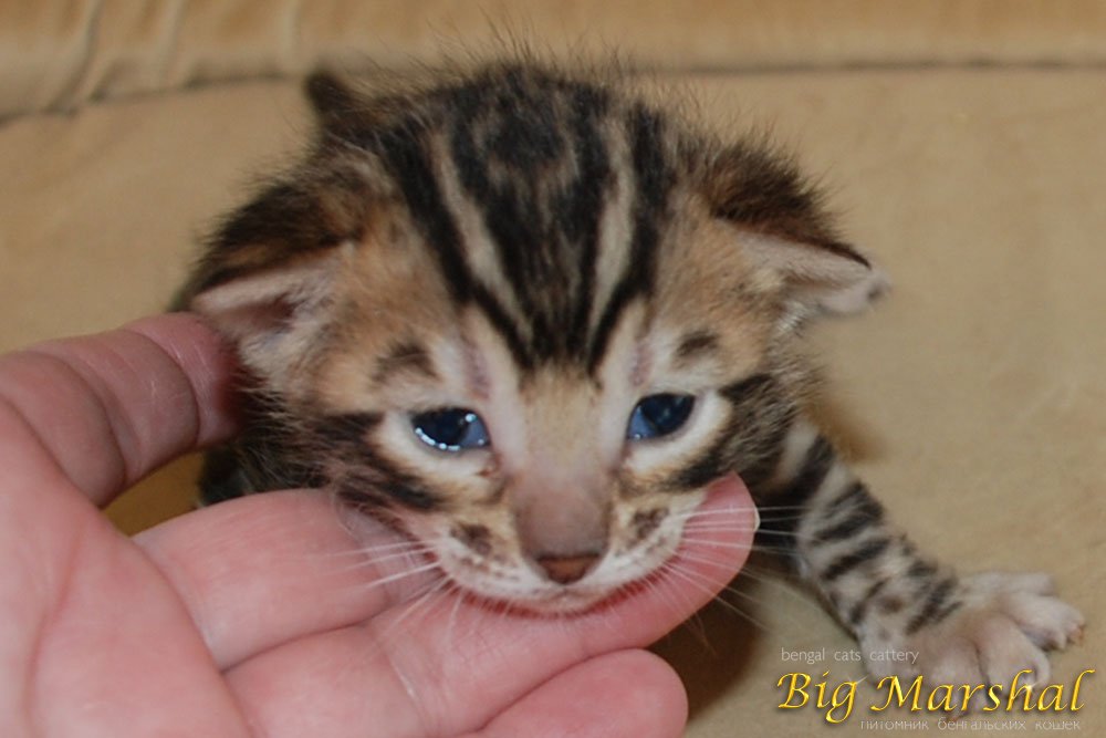 big-marshal-pitomnik-prodaga-kotjata-1