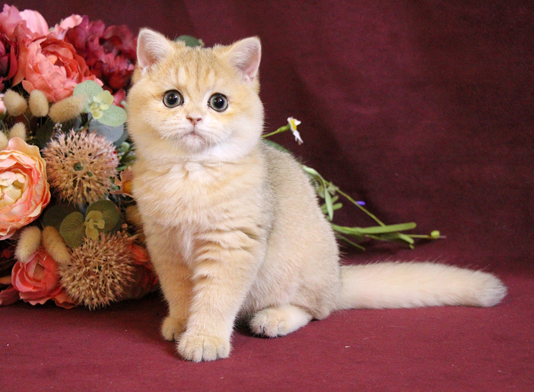 britanskaya-korotkosherstnaya-koshka-kupit-kotenka