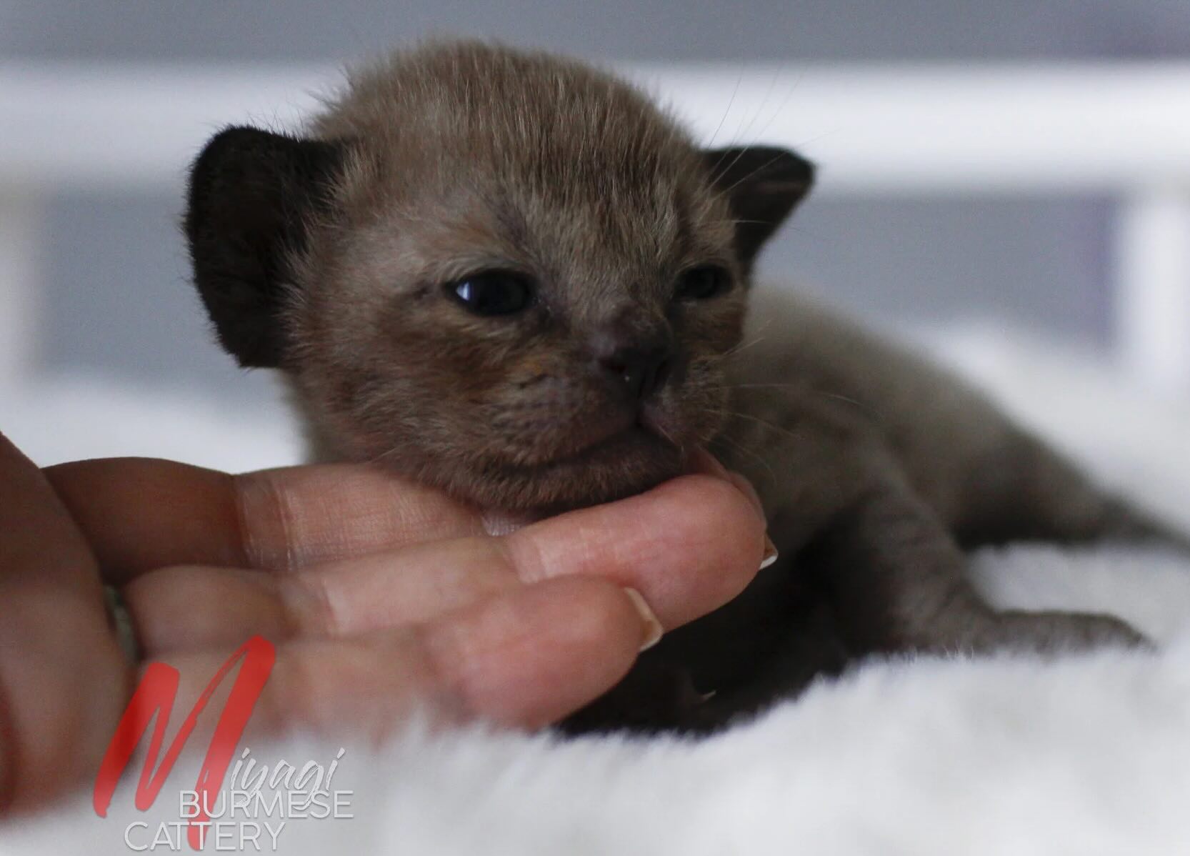 burmanskaja-koshka-kupit-kotenka