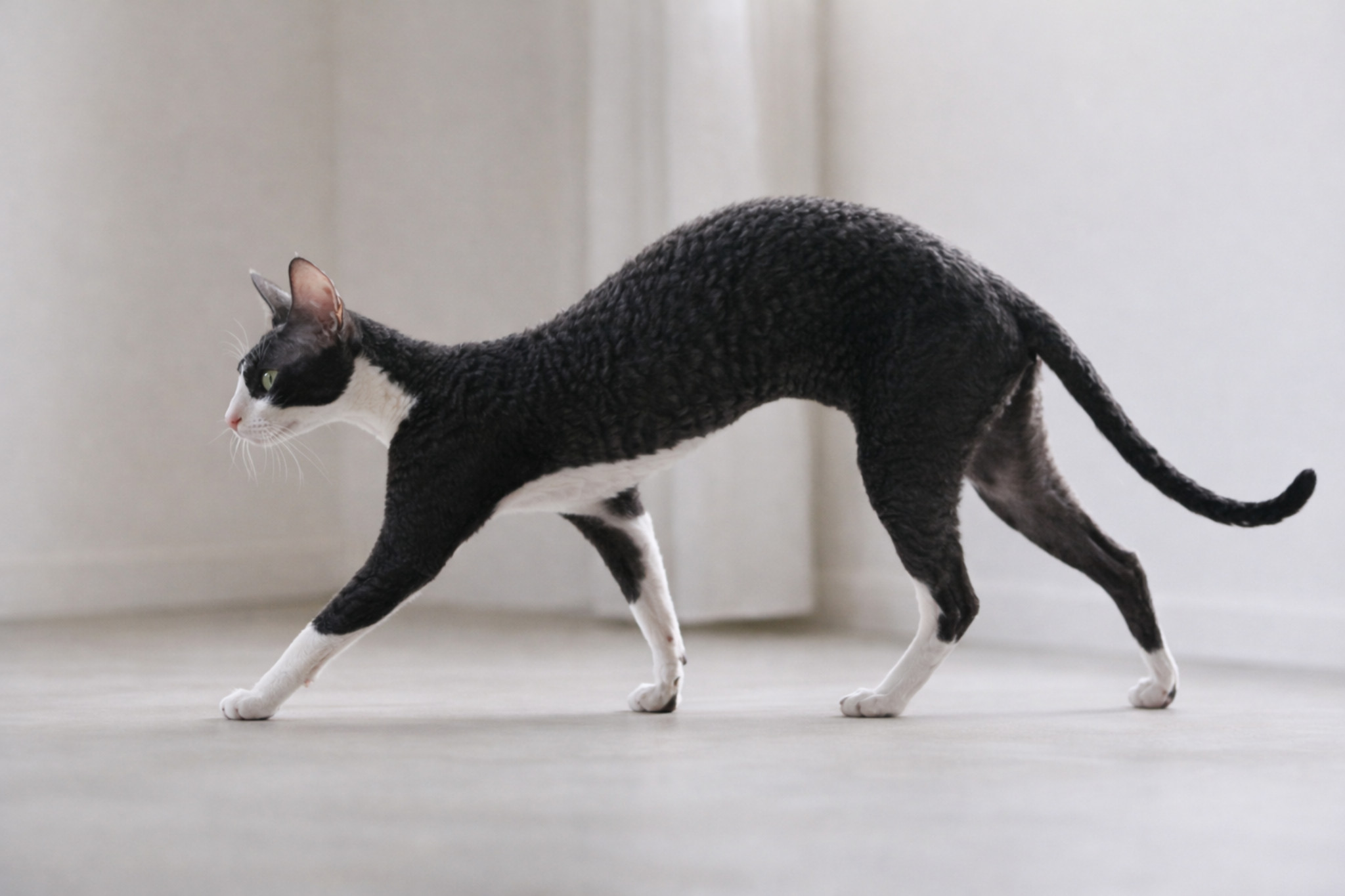 cornish-rex-foto-okras-standarty-porody-plyusy-minusy-sravnenie-cherniy-s-belim-bikolor