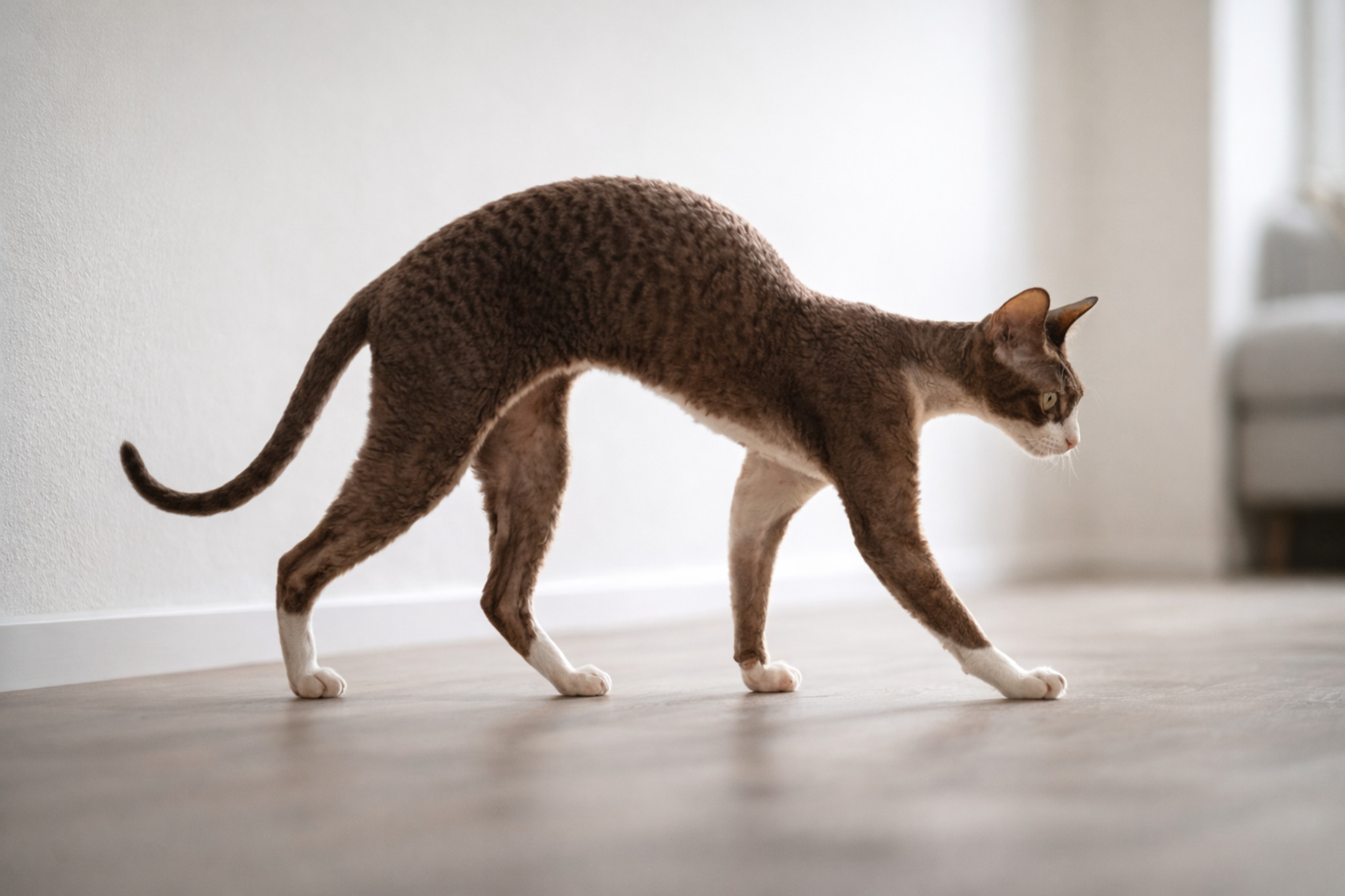 cornish-rex-foto-okras-standarty-porody-plyusy-minusy-sravnenie