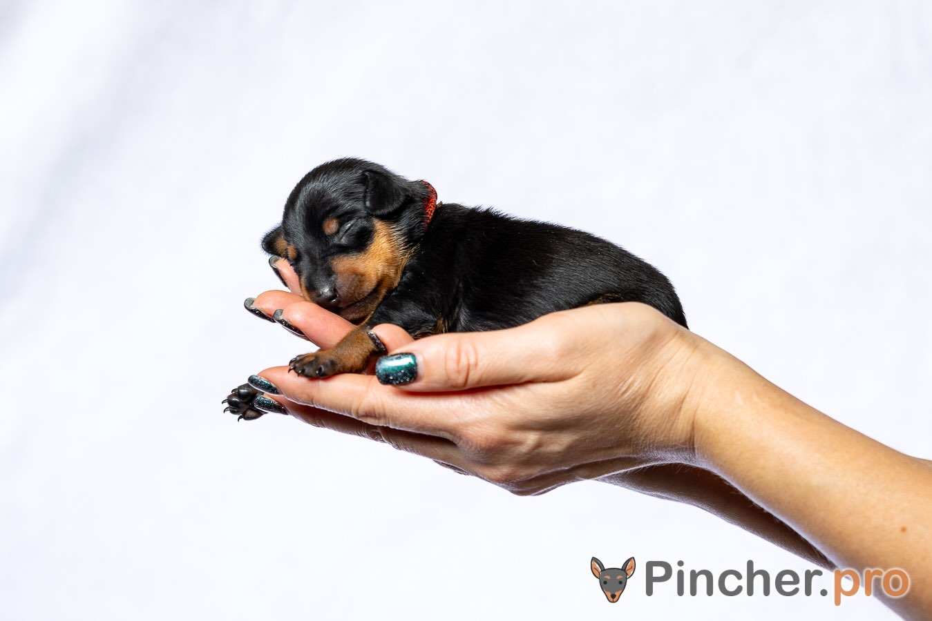 cvergpincher-kupit-shchenka-rkf