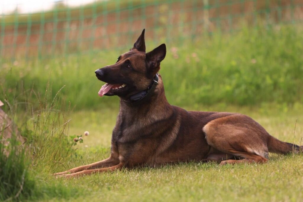 dganiko-pitomnik-malinua-prodaga-shhenkov