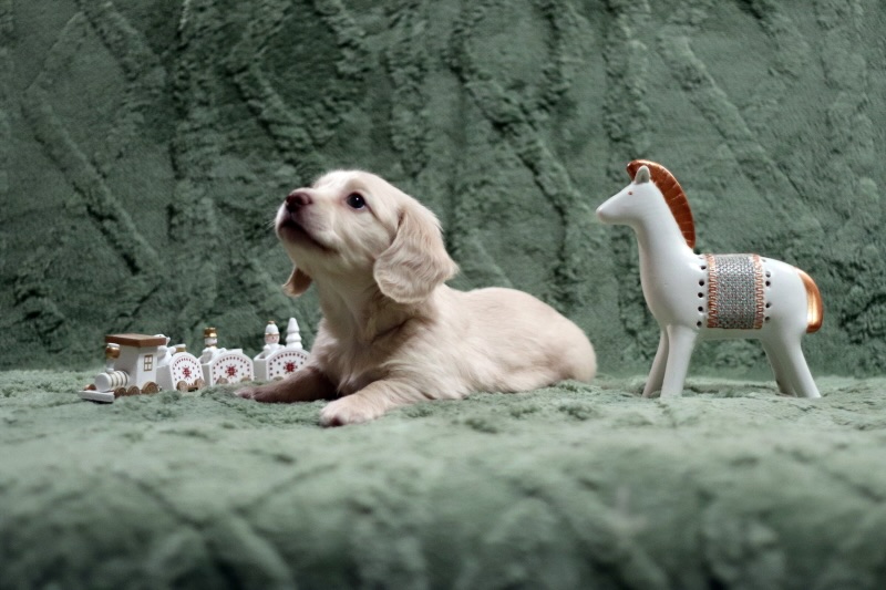 dlinnisherstnaja-taksa-kupit-shchenka