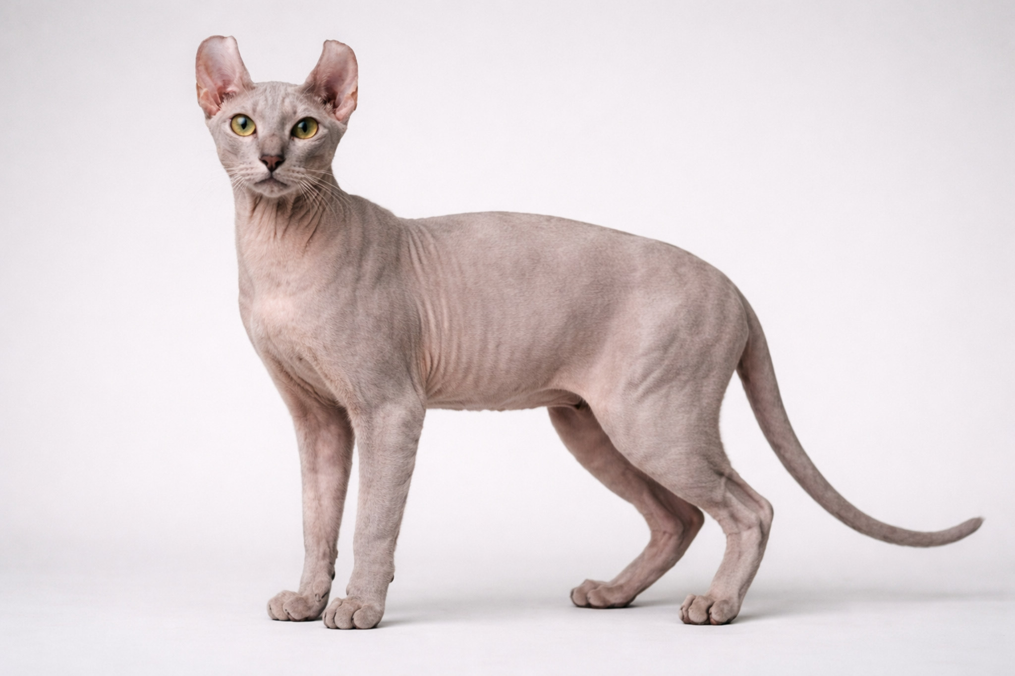 elf-koshka-sfinksopodobnaya-poroda