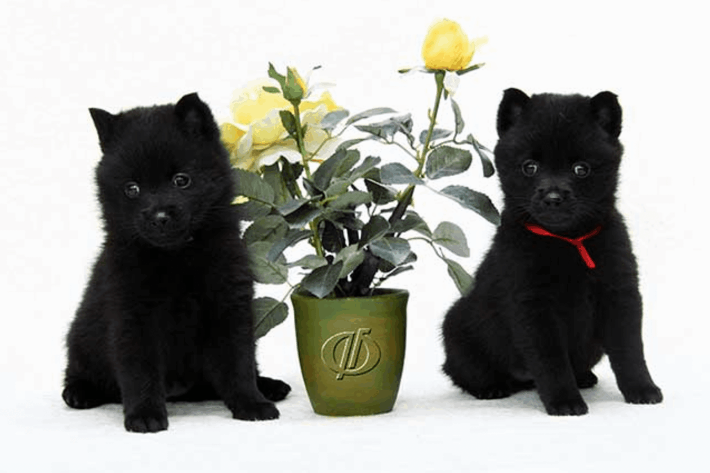 fam-boing-pitomnik-nemeckih-ovcharok-prodaga-shhenkov