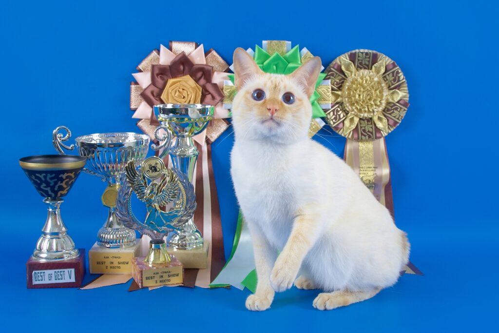 felinologicheskij-club-korgorushi