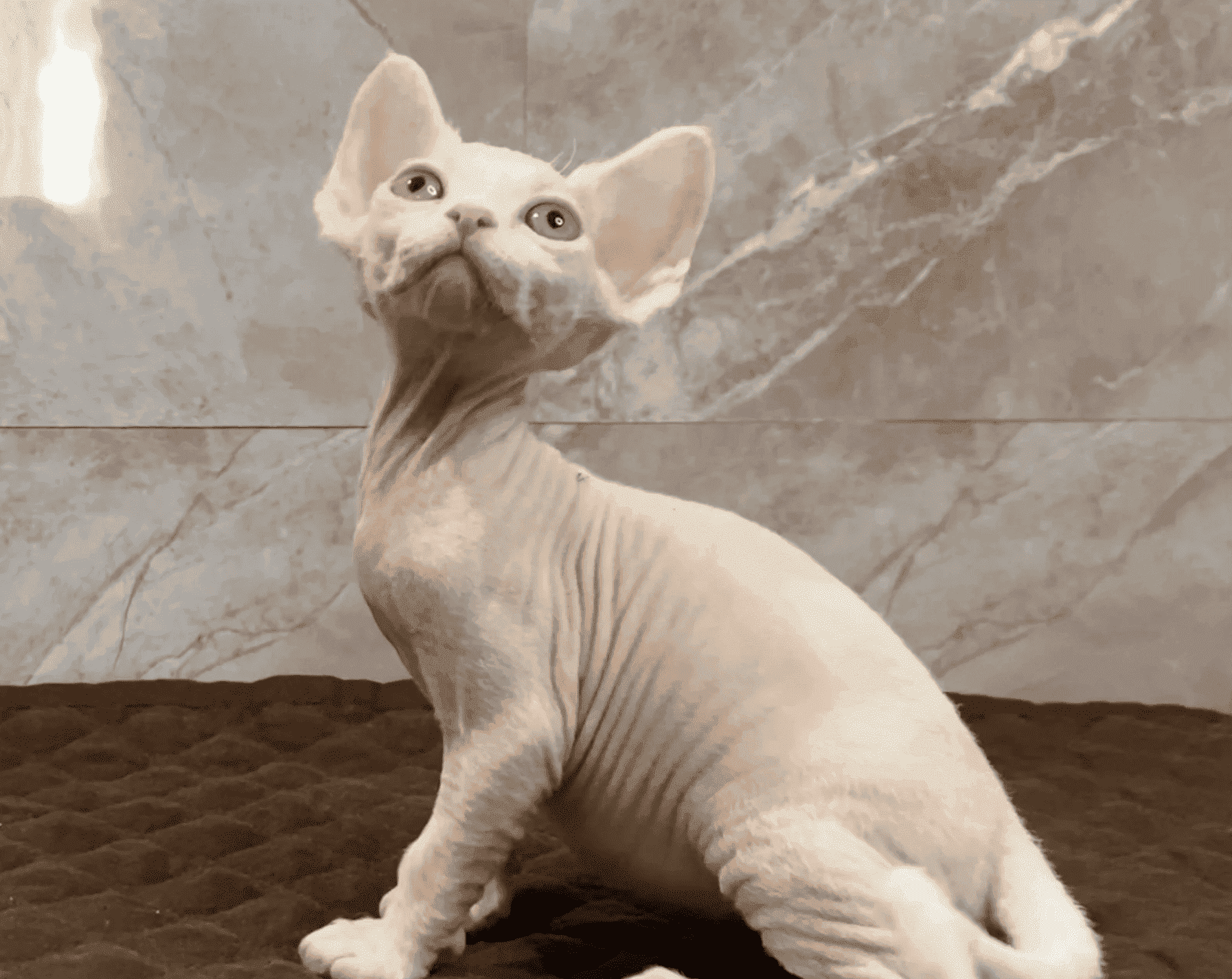 filograd-pitomnik-devon-rexov-prodaga-kotjat