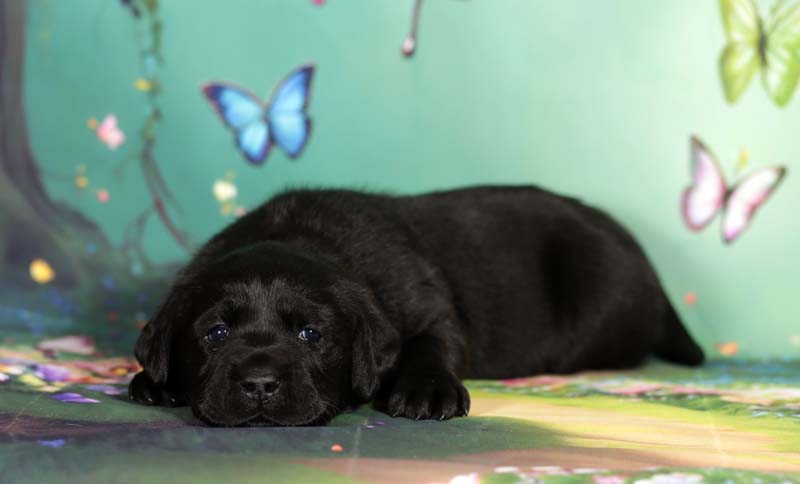 fortuna-shahriyara-pitomnik-zolotistih-retriverov-prodaga-shhenka