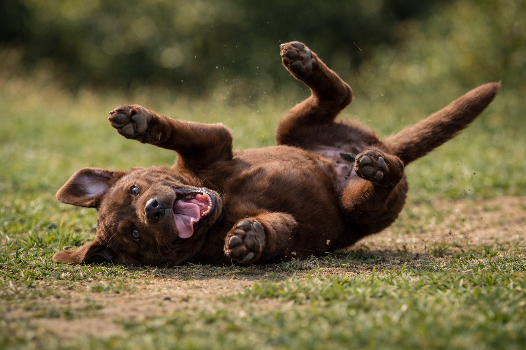 foto-shchenka-labradora-okras-retiver