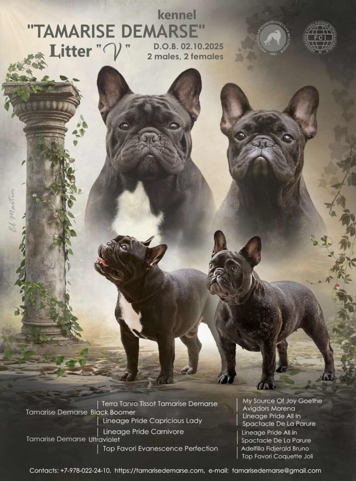 frantsuzskij-buldog-kupit-shchenka