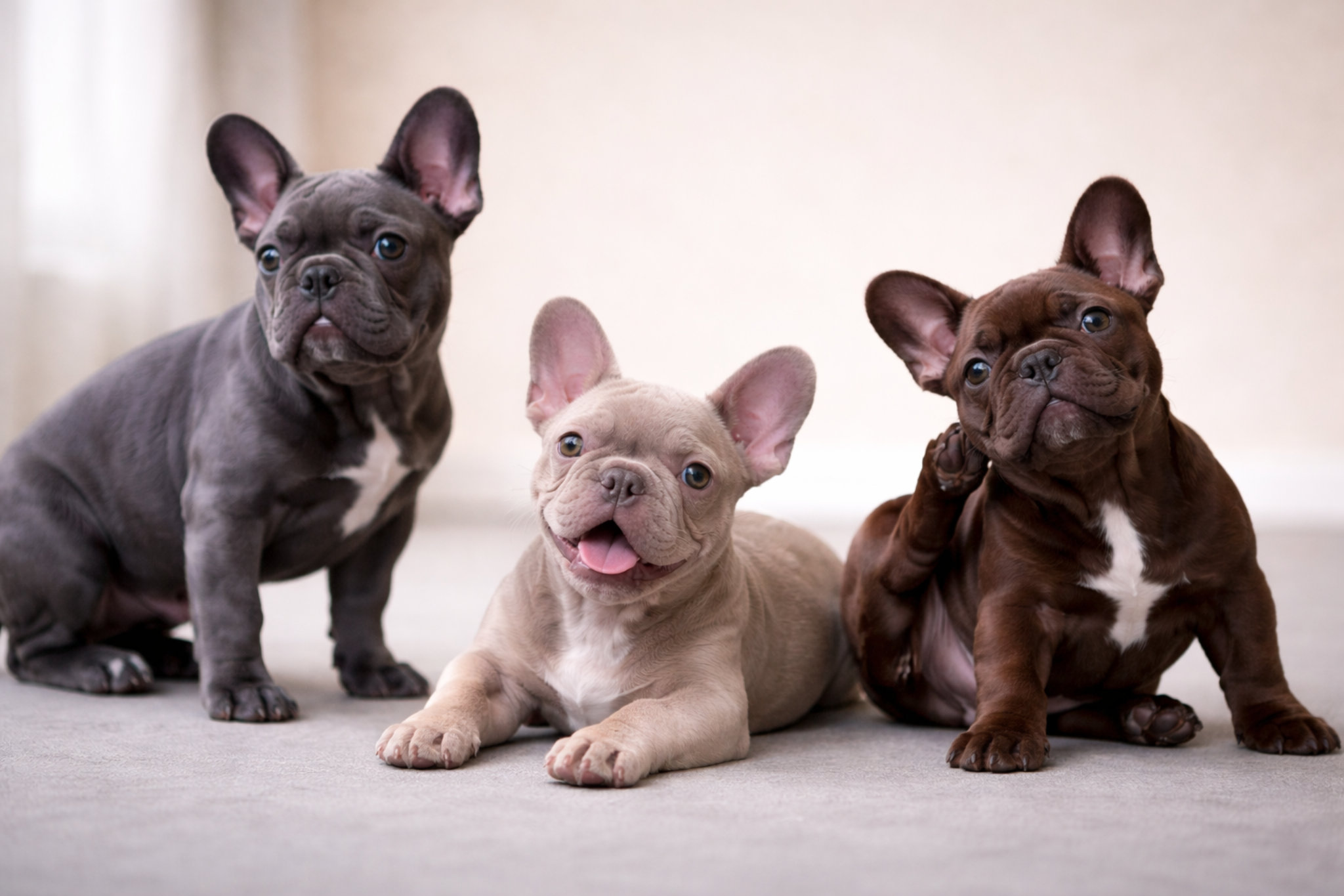 frantsuzskiy-buldog-redkie-okrasy-3