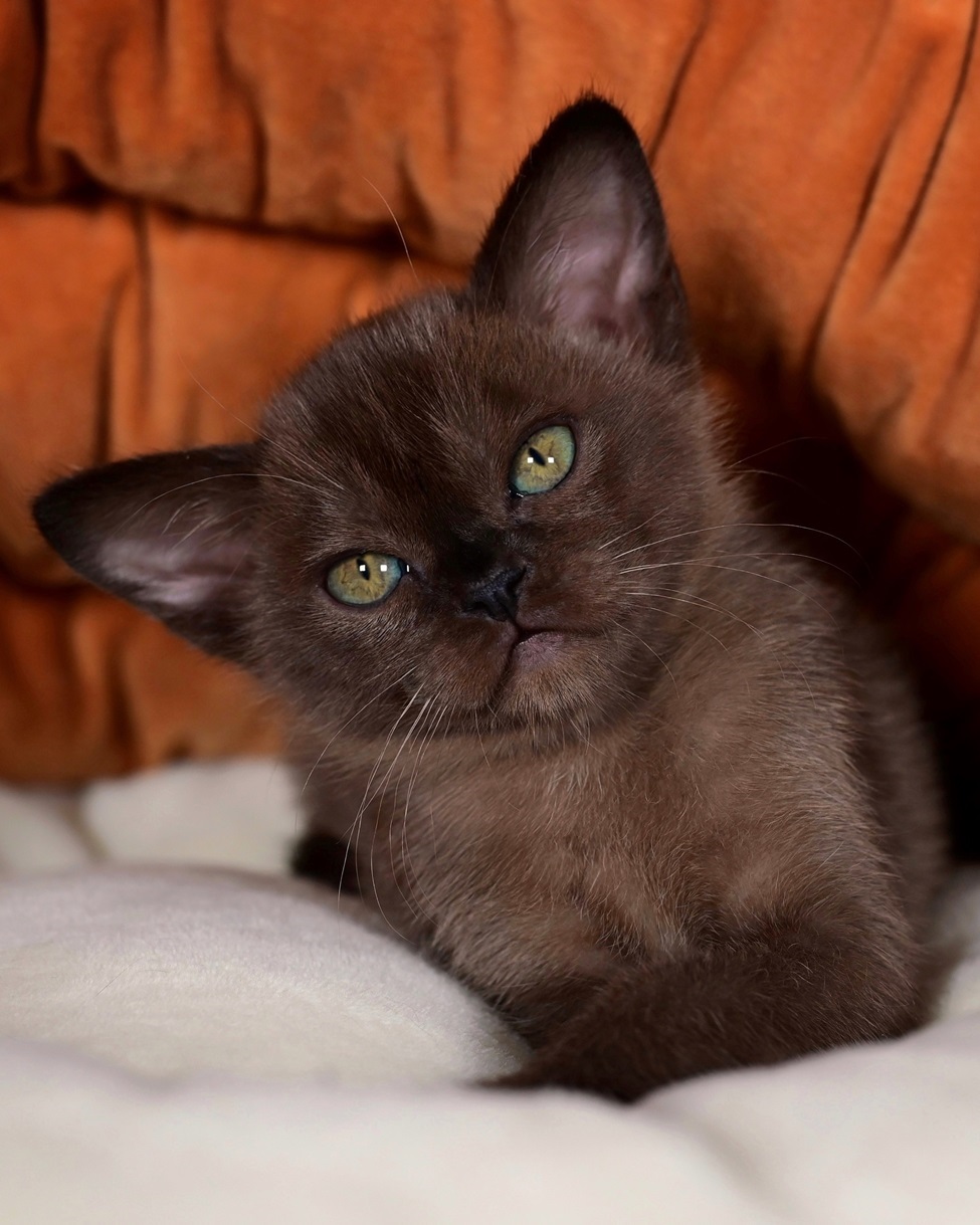 freya-way-pitomnik-abissinskih-koshek-objavlenie-o-prodage-kota-5