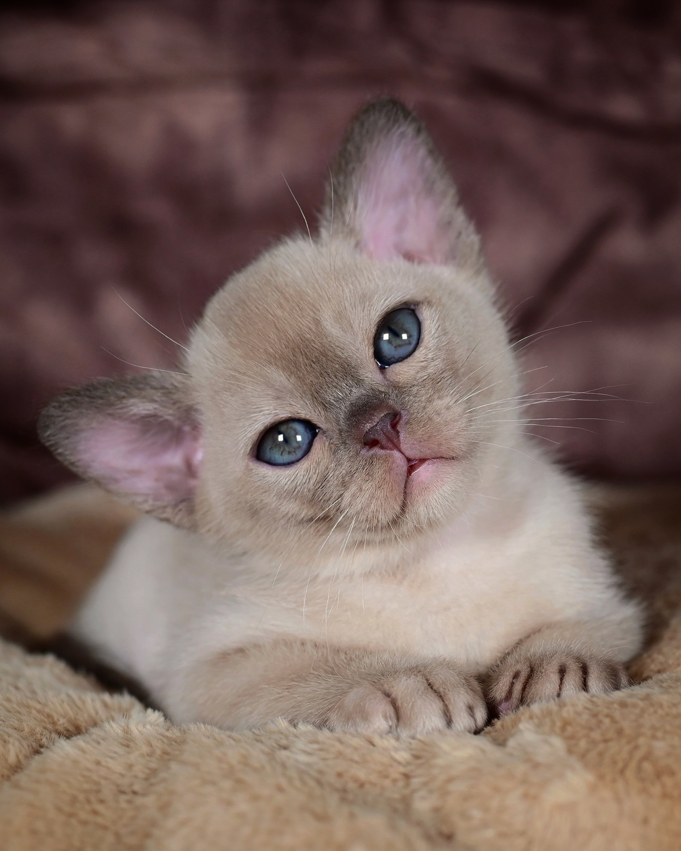 freya-way-pitomnik-burmanskih-koshek-prodaga-koshek