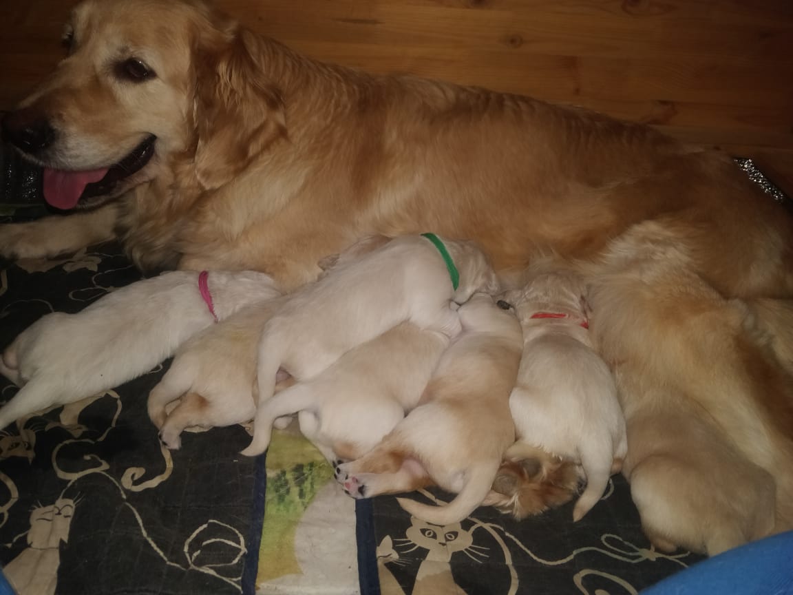 galaxy-delen-pitomnik-zolotisih-retriverov-prodaga-shhenkov