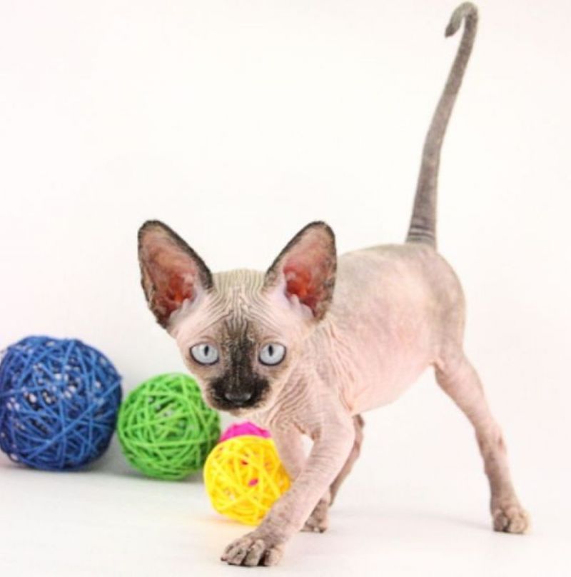 gde-kupit-kotenka-kanadskogo-sfinksa