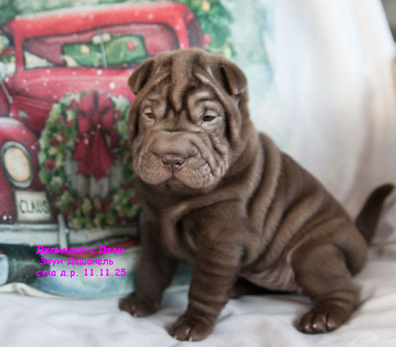 gemmary’s-gem-pitomnik-sharpeev-kupit-sobaku