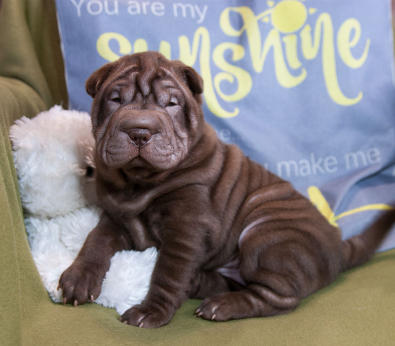 gemmary’s-gem–pitomnik-sharpeev-prodaga-shhenka