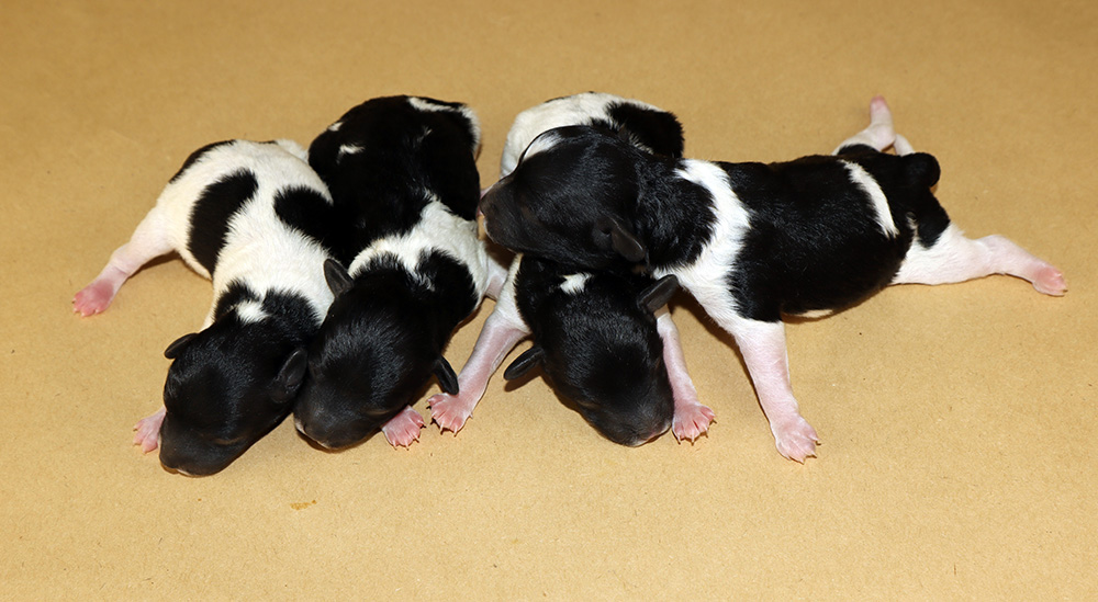 gently-born-pitomnik-rezenshnaucerov-kupit-shhenka