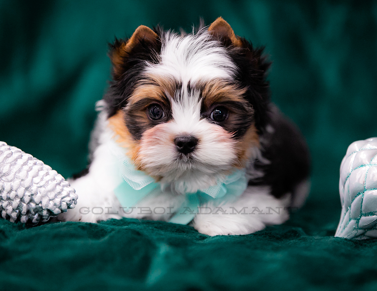 goluboj-adamant-pitomnik-biver-jorkshirskih-tererov-kupit-shhenka