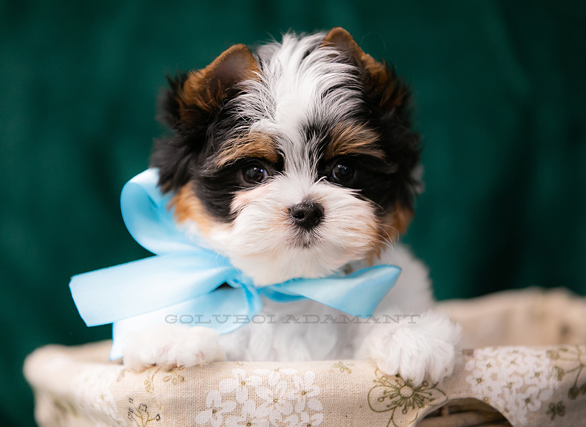 goluboj-adamant-pitomnik-biver-jorkshirskih-tererov-kupit-sobaku