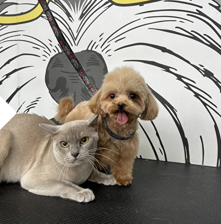 https://zoonika.com/wp-content/uploads/2026/01/grooming-salon-petslab-rjadom.png