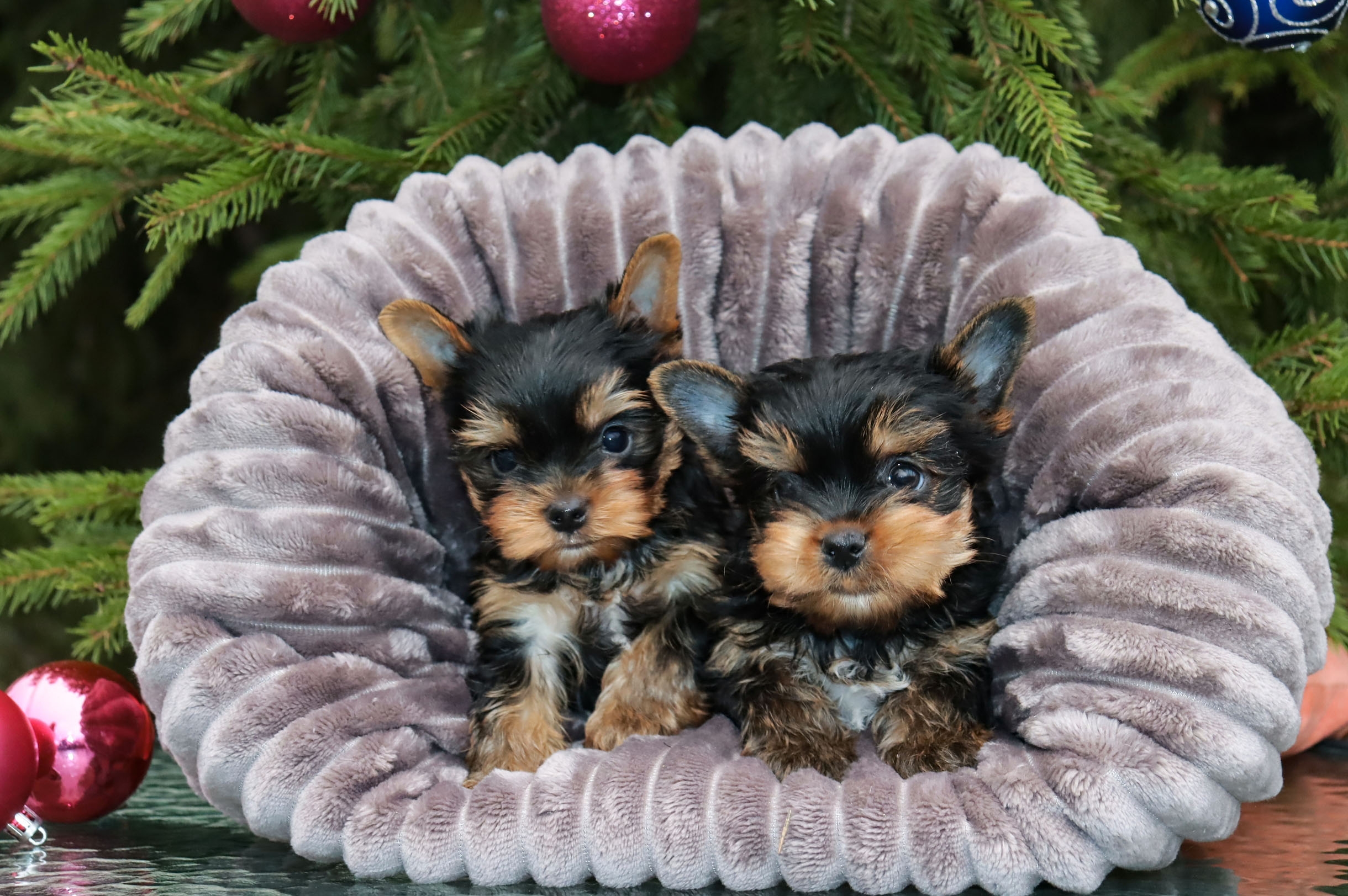 helenas-haus-pitomnik-jorkshirskih-tererov-prodaga-shhenkov