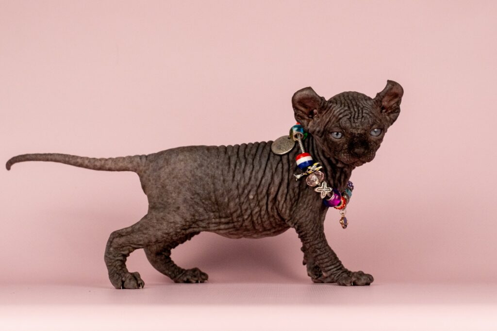 isida-pitomnik-kanadskih-sfinksov-prodaga-kotenka-1