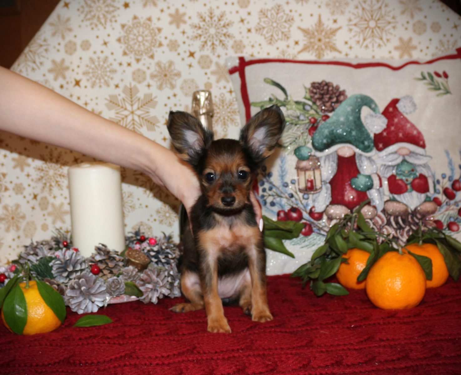 iz-valeri-garden-pitomnik-russkih-toj-tererov-kupit-sobaku-2