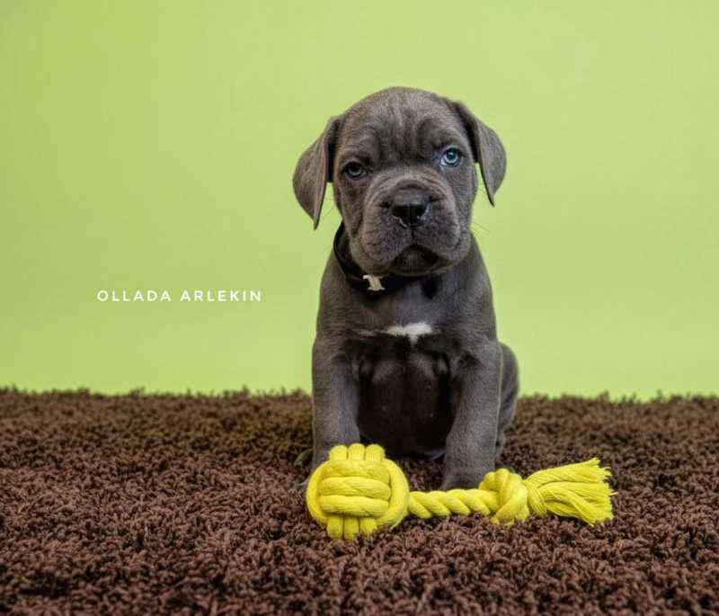 kane-korso-kupit-shchenka