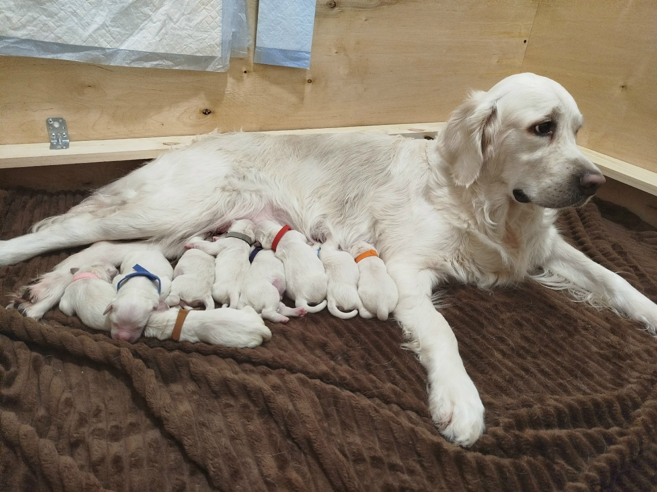 kibelline-pitomnik-zolotistih-retriverov-kupit-sobak