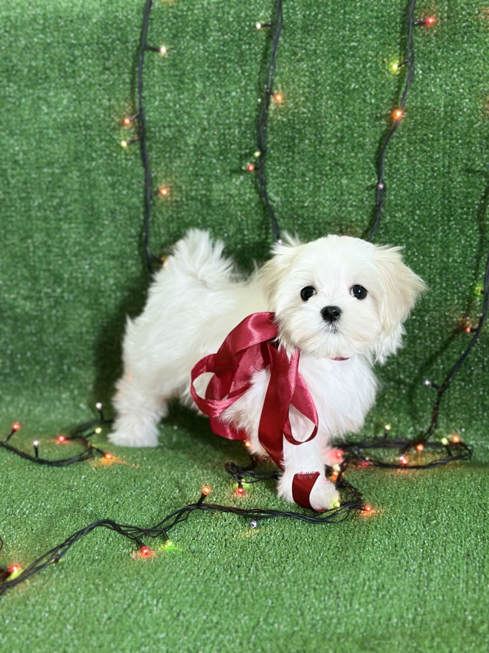 kiki-puppy-house-pitomnik-malteze-prodaga-shhenkov-2