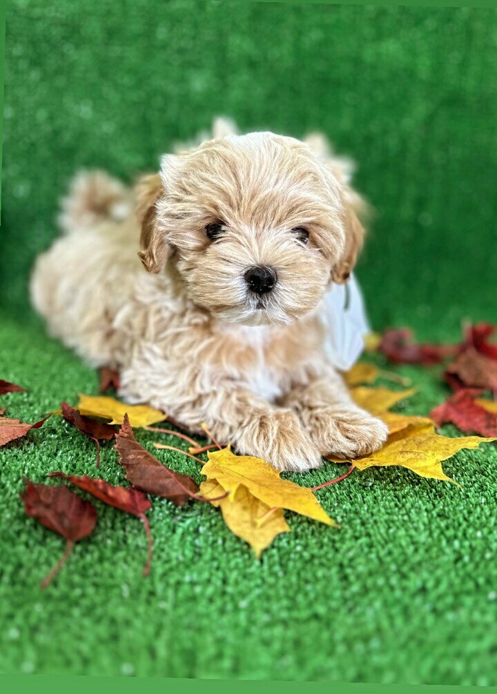 kiki-puppy-house-pitomnik-malteze-prodaga-sobaki-1