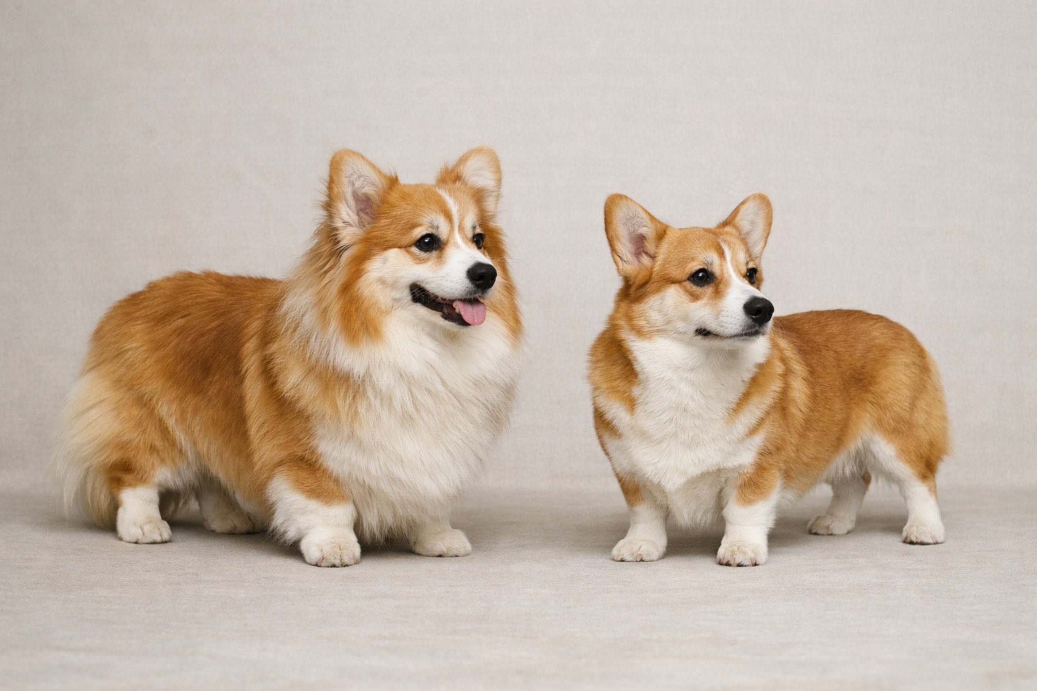 korgi-flaffi-ne-poroda-otklonenie-ot-standarta