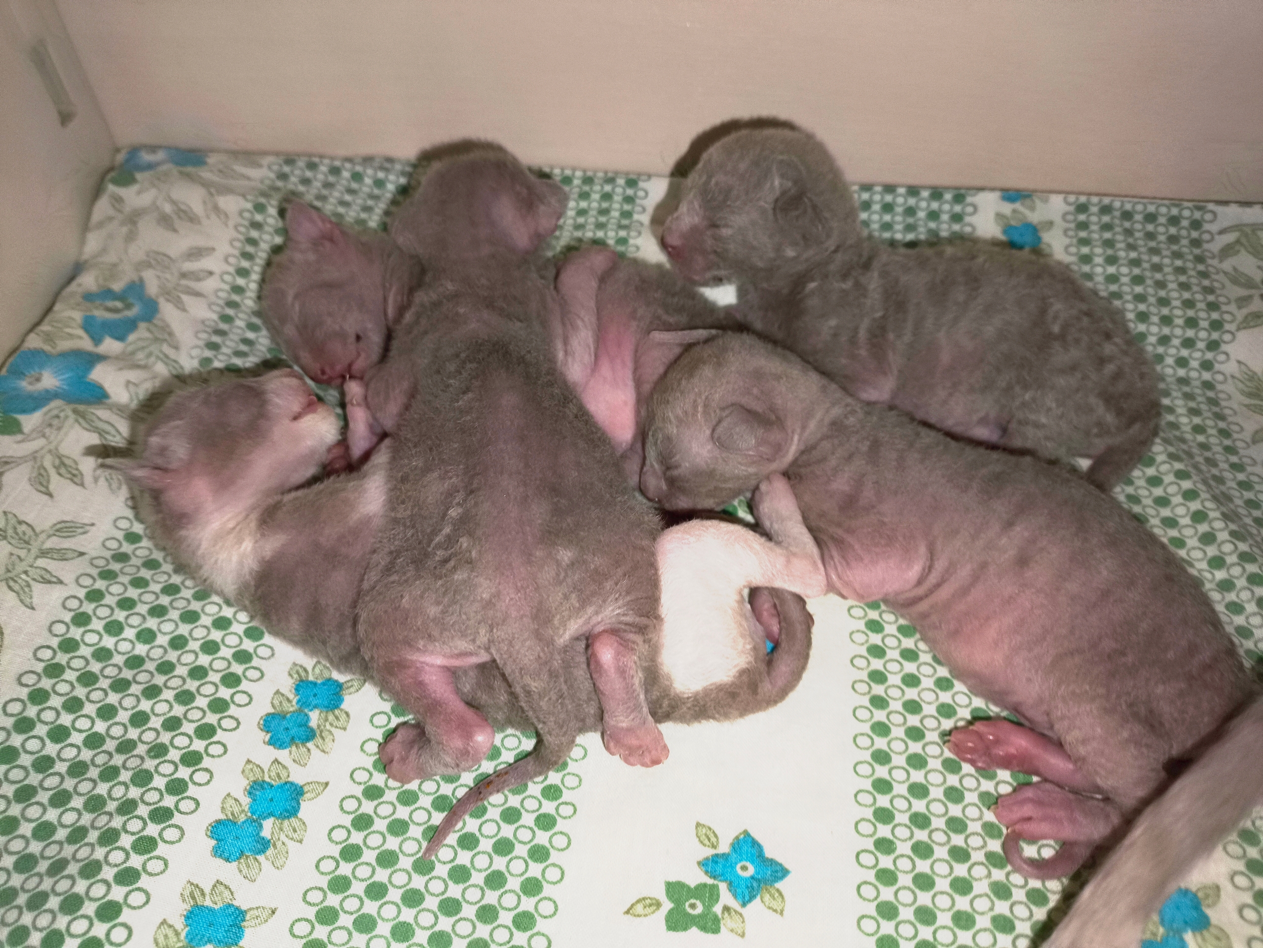 kornelita-pitomnik-kornish-reksov-kupit-koshek