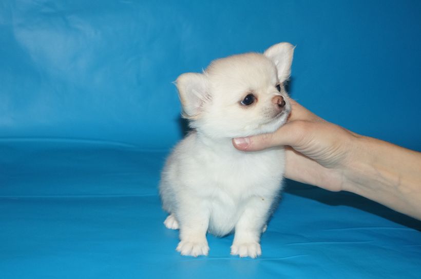 korolevskij-sharm-pitomnik-chihuahua-kupit-shhenkov