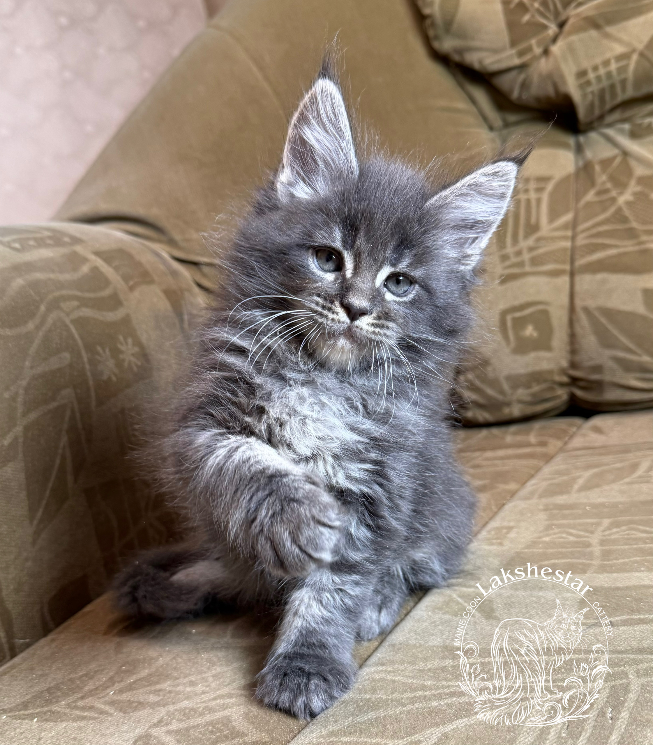 kotenok-lakshestar-pitomnik-mejn-kunov-kupit-koshek