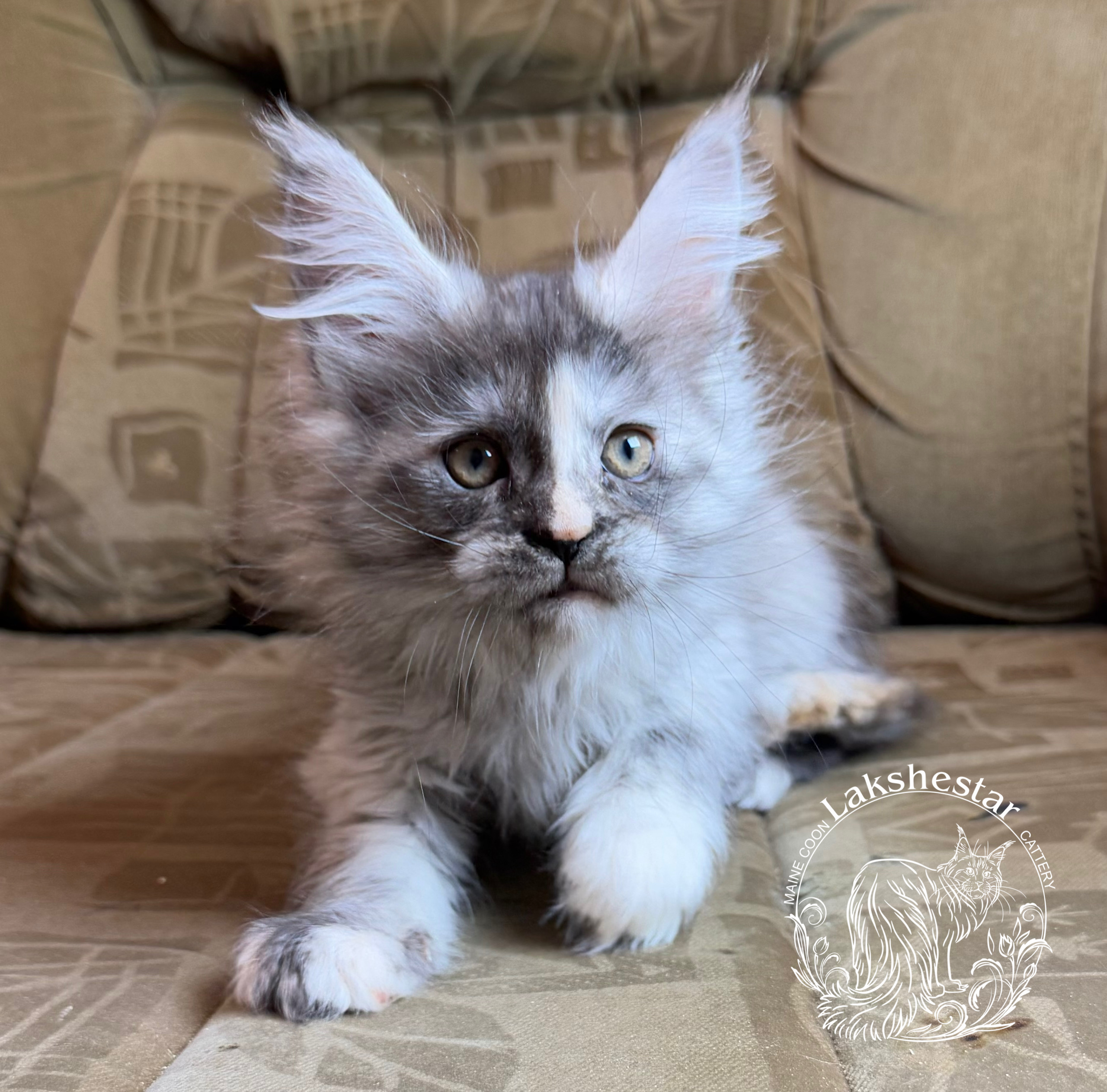 kotenok-lakshestar-pitomnik-mejn-kunov-objavlenie-o-prodage-kotenka-1